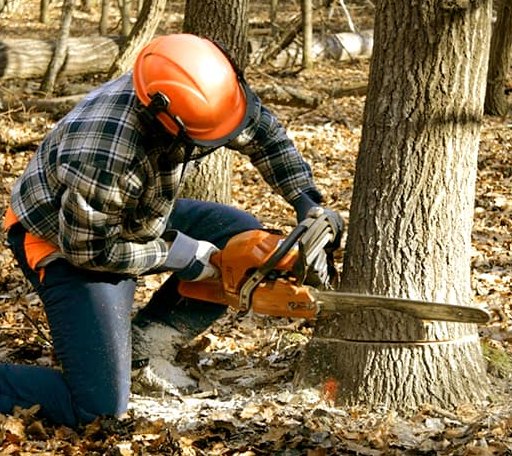 Tree Removal in Scottville, MI